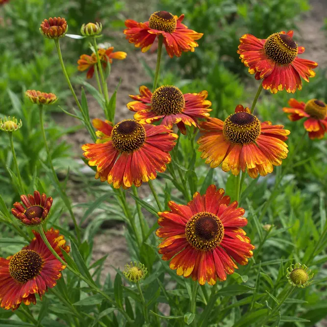 Helenium autumnale 'Strawberry Sundae' (Pot Size 3L) Sneezeweed