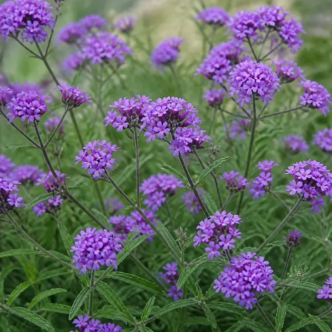 Verbena rigida 'Venosa' (Pot Size 3L) Slender Vervain