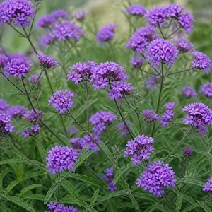 Verbena rigida 'Venosa'