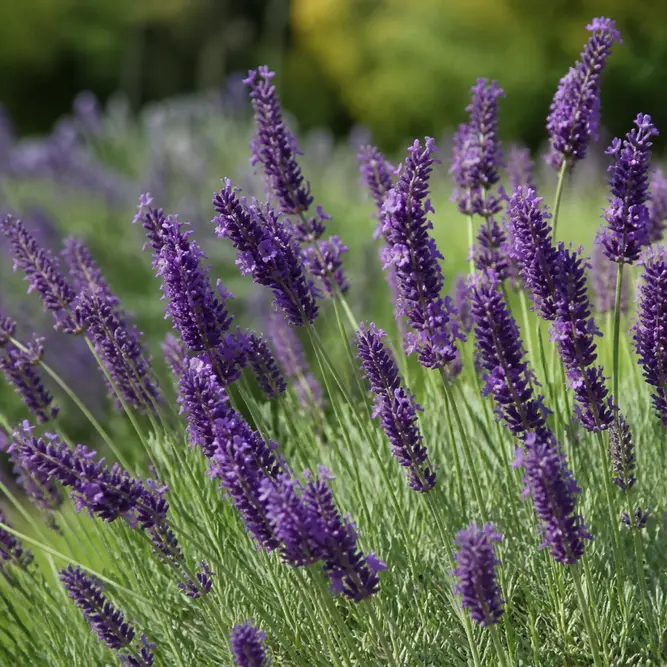 Lavandula × intermedia 'Grosso' (Pot Size 2L) Grosso Lavender