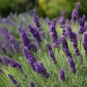 Lavandula × intermedia 'Grosso'