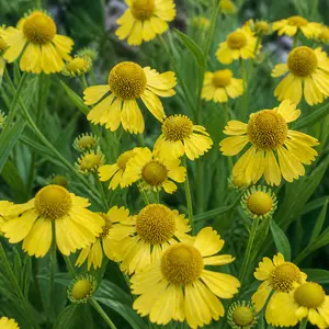 Helenium 'Lemon Sundae'