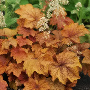 × Heucherella 'Sweet Tea'