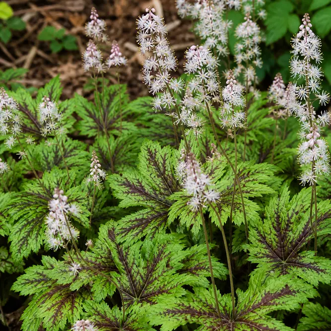 Tiarella x 'Sugar and Spice' (Pot Size 13cm) Foam Flower