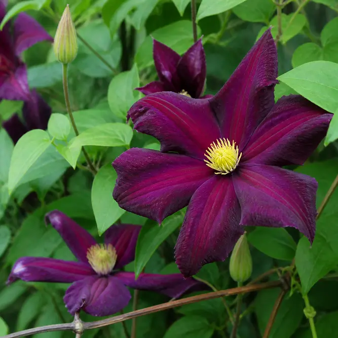 Clematis 'Warszawska Nike' (Pot Size 3L) Warsaw Nike Clematis
