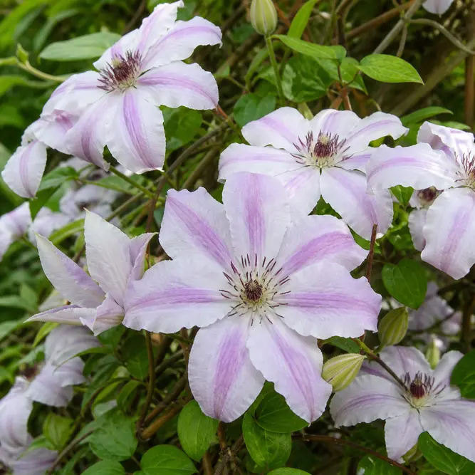 Clematis 'Corinne' (Pot Size 3L) Corinne clematis