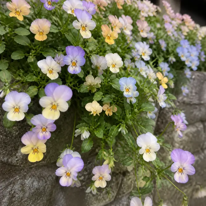 Viola cornuta 'Endurio Pink Shades' (6 Pack) Trailing Viola