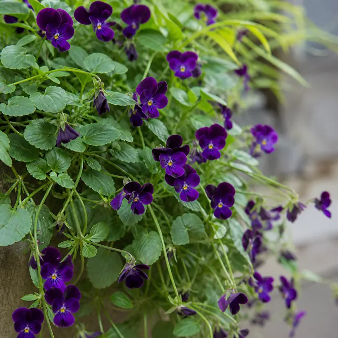 Viola cornuta 'Purple Beacon' (6 Pack) Trailing Viola