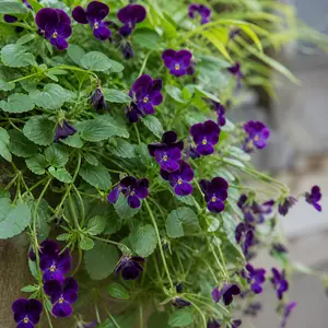 Viola cornuta 'Purple Beacon'