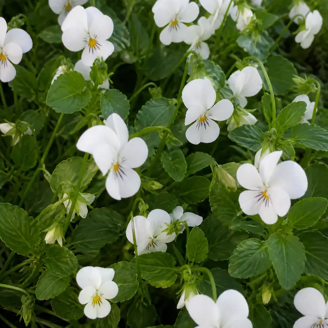 Viola cornuta (6 Pack) Horned Violet or Tufted Violet