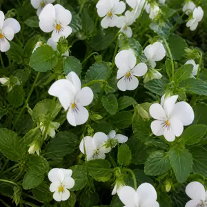Viola cornuta