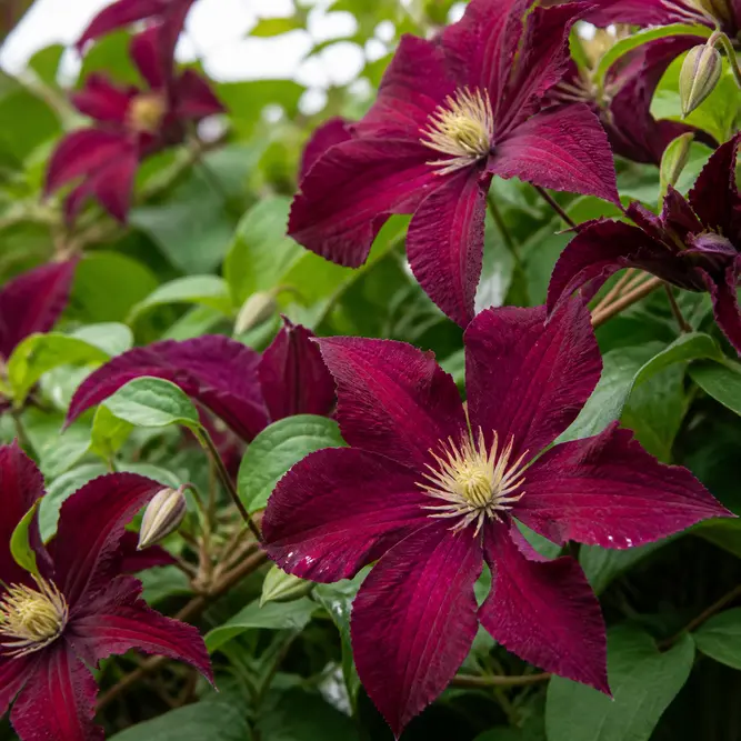 Clematis 'Madame Édouard André' (Pot Size 3L) Madame Édouard André Clematis