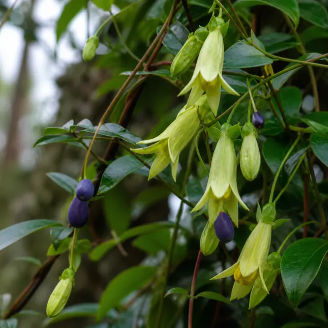 Billardiera longiflora (Pot Size 3L) Purple Apple Berry