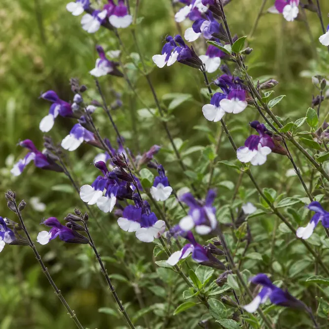 Salvia x jamensis 'Magical Donau' (Pot Size 3L) Sage