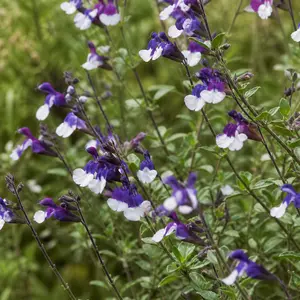 Salvia x jamensis 'Magical Donau'