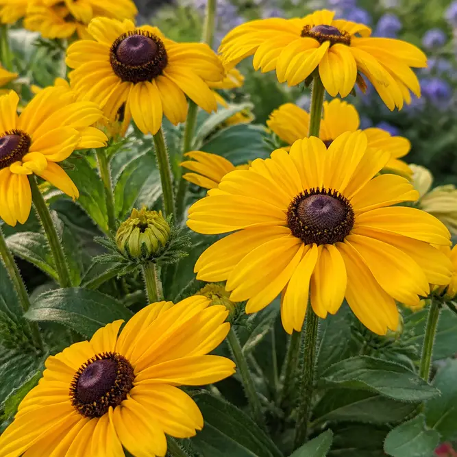 Rudbeckia hirta 'Sunbeckia Mia' (Pot Size 5L) Black-eyed Susan