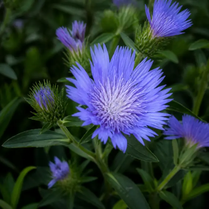 Stokesia laevis 'Mel's Blue' (Pot Size 3L) Stokes' Aster