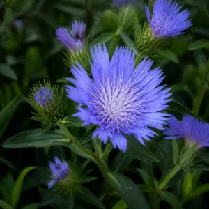 Stokesia laevis 'Mel's Blue'