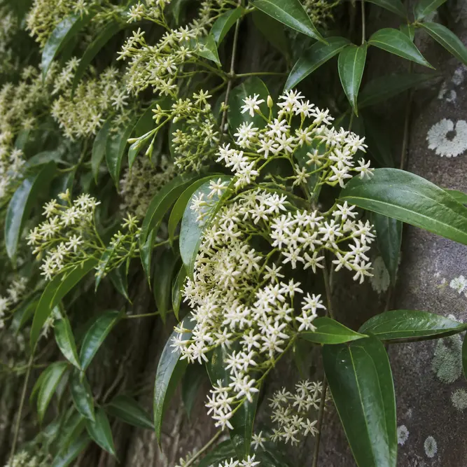 Pileostegia viburnoides (Pot Size 3L) Climbing Hydrangea