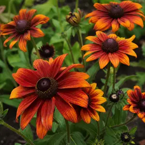 Rudbeckia hirta 'Fireball'