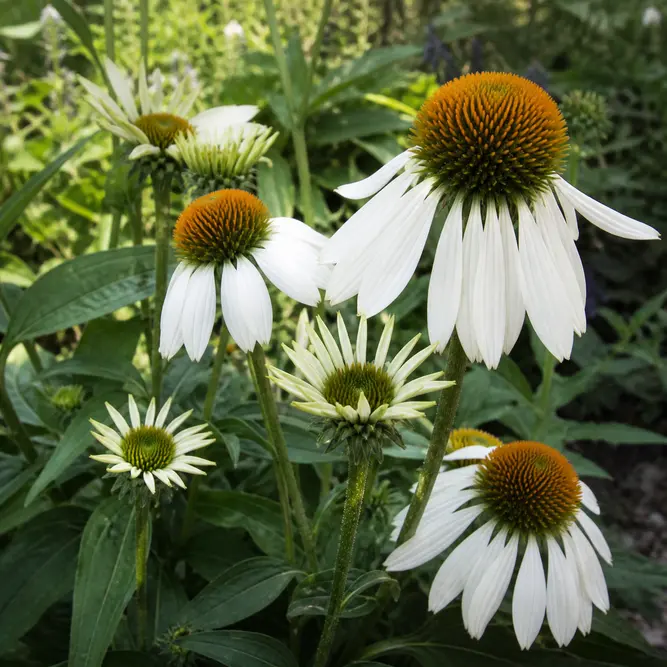 Echinacea 'SunSeekers White Perfection' (Pot Size 3L) White Perfection Coneflower