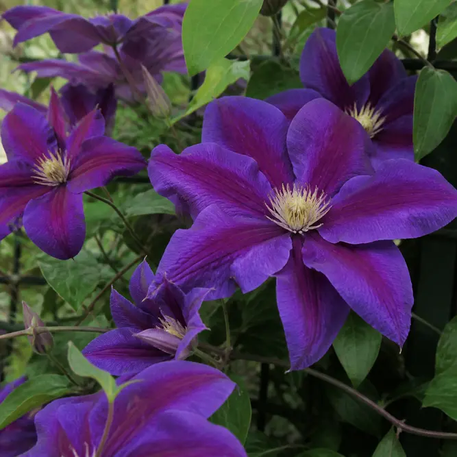 Clematis 'Edda' (Pot Size 3L) Edda Clematis