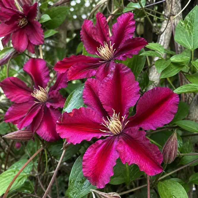 Clematis 'Issey' (Pot Size 3L) Issey Clematis