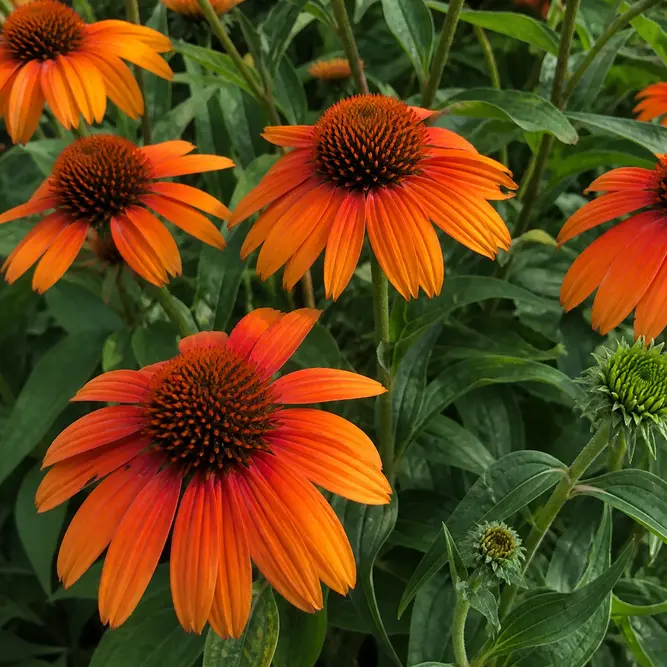 Echinacea purpurea Orange (Pot Size 3L) Purple Coneflower