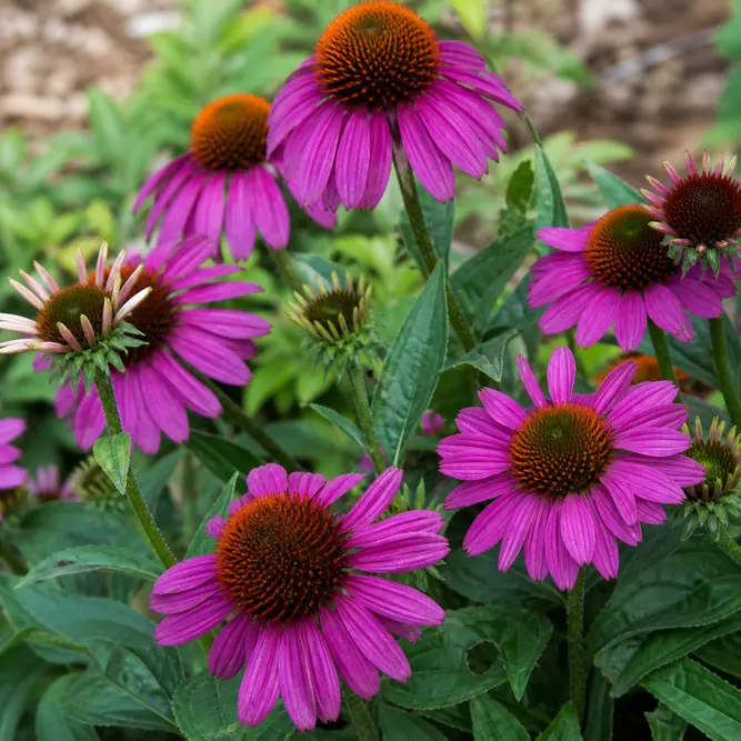Echinacea 'SunSeekers Purplelicious' (Pot Size 3L) Purple Coneflower