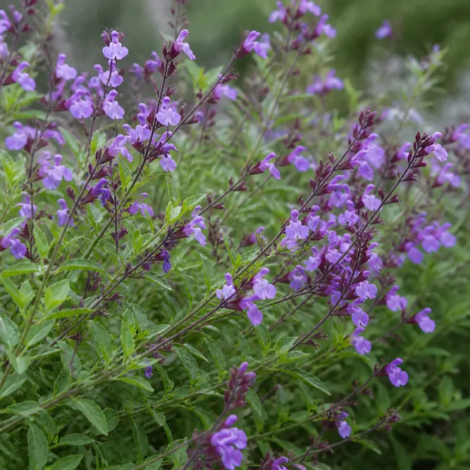 Salvia 'Viola's Darling' (Pot Size 3L)