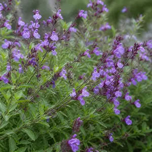 Salvia 'Viola's Darling'