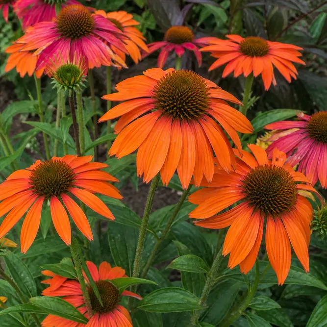 Echinacea purpurea 'Pumpkin Pie' (Pot Size 3L) Coneflower