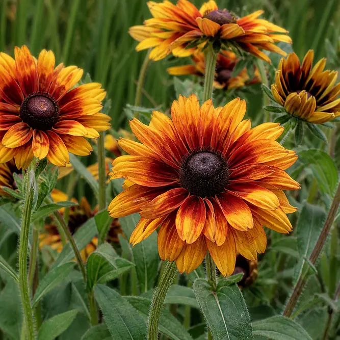 × Echibeckia 'Summerina Sugar Shake' (Pot Size 5L)