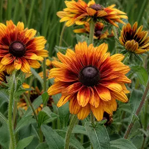 × Echibeckia 'Summerina Sugar Shake'