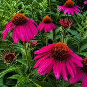 Echinacea purpurea Magenta