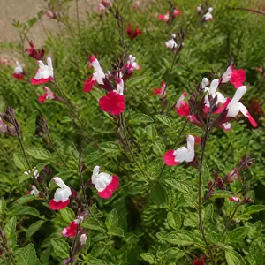 Salvia × jamensis 'Magical Missouri'