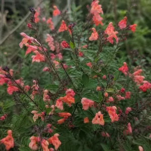 Salvia × jamensis 'Magical Tigris'