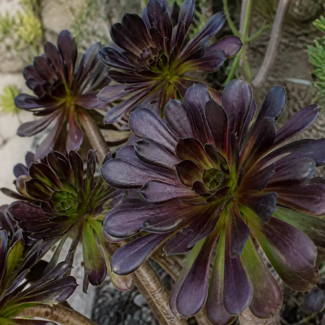 × Semponium 'Vortex' (Pot Size 2L) Vortex Sempervivum