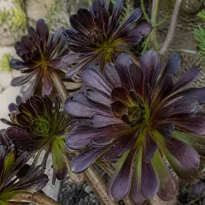 × Semponium 'Vortex'