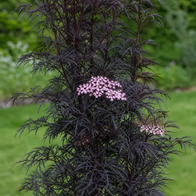 Sambucus nigra 'Laced Up' (Pot Size 3L) Laced Up Elderberry