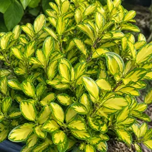 Coprosma repens 'Pina Colada'