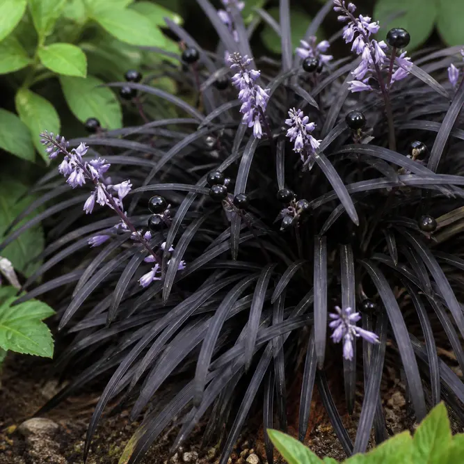 Ophiopogon planiscapus 'Nigrescens' (Pot Size 14cm) Black Mondo Grass