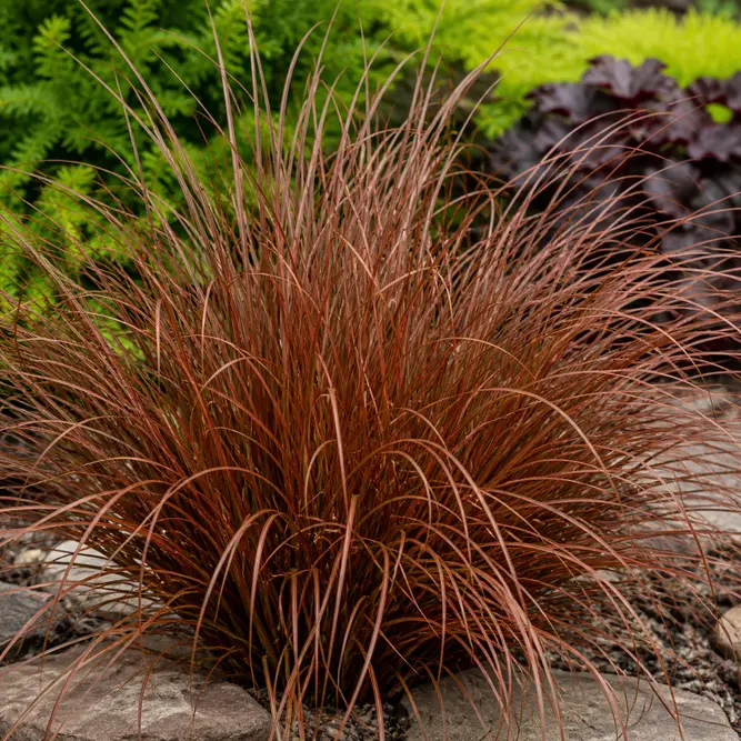Carex buchananii 'Red Rooster' (Pot Size 3L) Red Rooster Sedge
