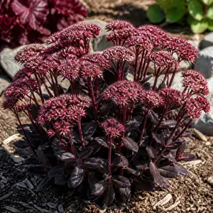 Sedum x 'Back in Black'