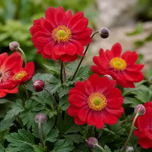 Anemone hupehensis 'Red Riding Hood'