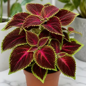 Coleus scutellarioides 'Main Street Bourbon Street'