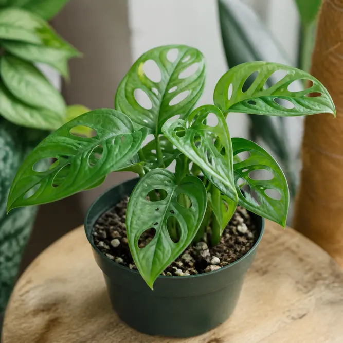 Monstera adansonii 'Monkey Leaf' (Pot Size 5.5cm) Monkey Mask