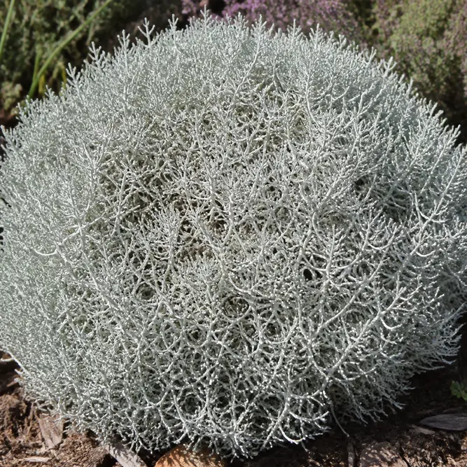 Calocephalus brownii (Pot Size 10.5cm) Cushion Bush