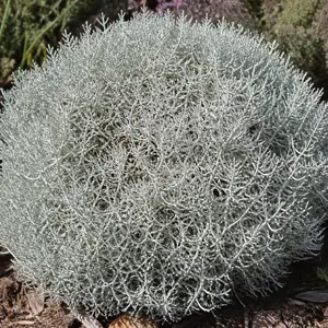 Calocephalus brownii