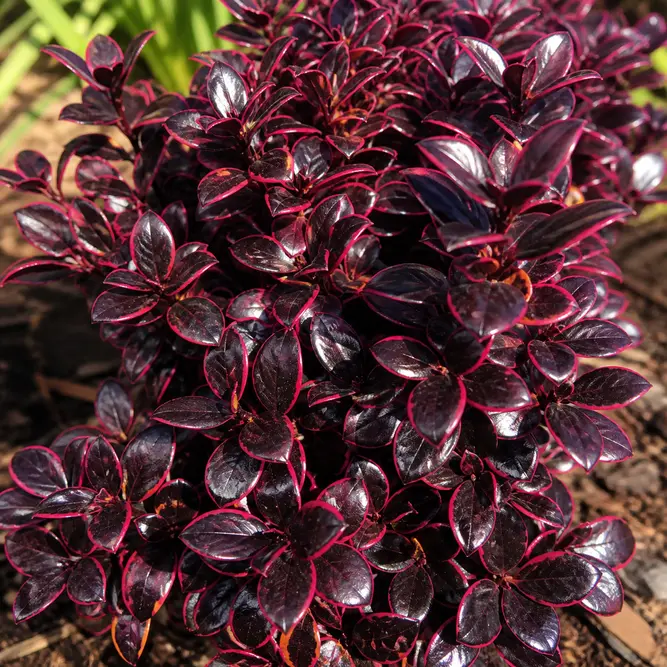 Coprosma repens 'Eclipse' (Pot Size 3L) Mirror plant; Looking glass plant